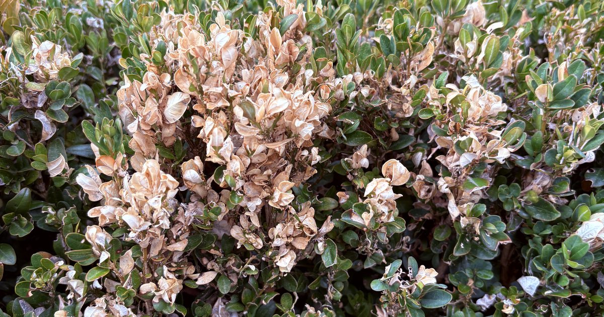 A box hedge with a large patch of leaves bleached to a papery cream colour by box tree caterpillar, surrounded by healthy green growth