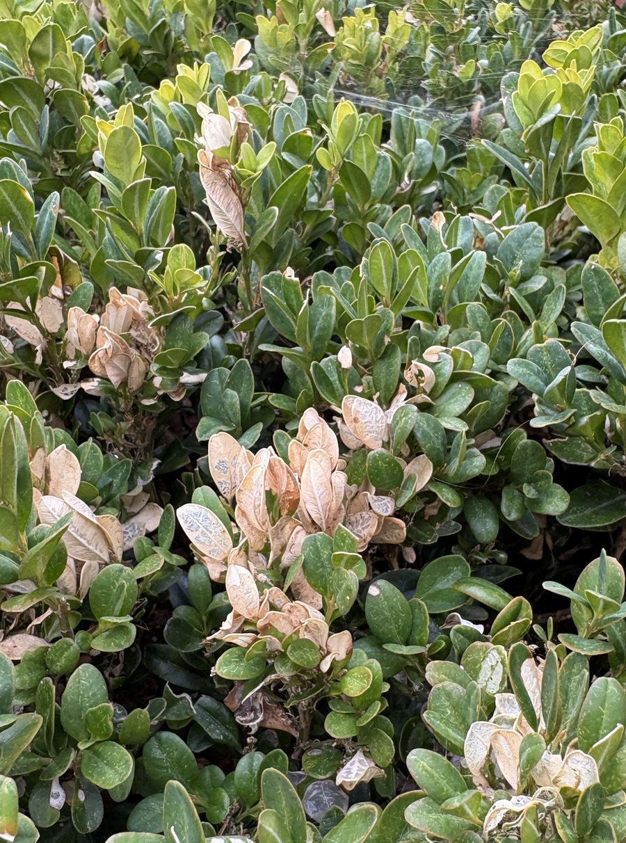Fine white silk webbing strands stretched across box foliage, with pale damaged leaves beneath